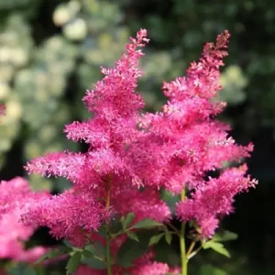 Астильба САННИ ДЕЙ гибридная в Самохваловичи