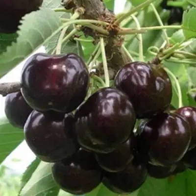 Вишня РОССОШАНСКАЯ ЧЕРНАЯ в Самохваловичи