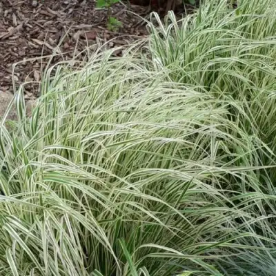 Вейник ОВЕРДАМ остроцветковый в Самохваловичи