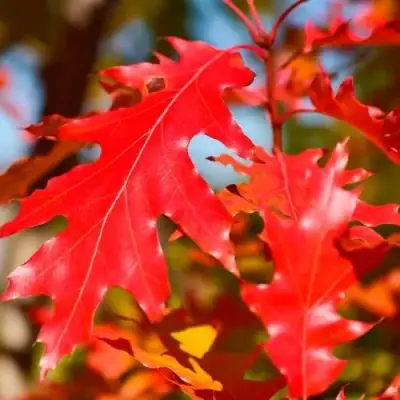 Дуб красный в Самохваловичи