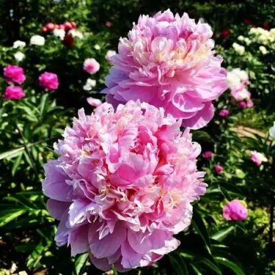 Пион ЛАВОН травянистый в Самохваловичи