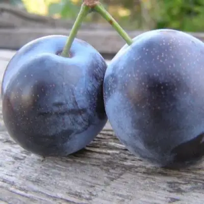 Слива БЛЮФРИ в Самохваловичи