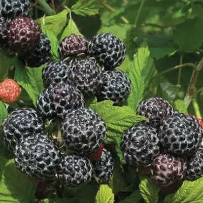 малина Бристоль