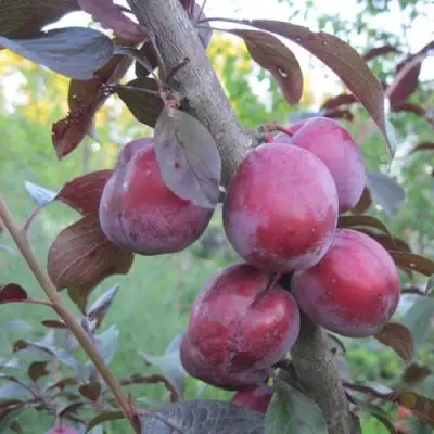 Слива ЛАМА в Самохваловичи