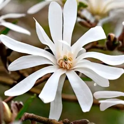 Магнолия СТЕЛЛАТА в Самохваловичи