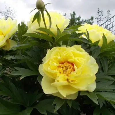 Пион БАРЦЕЛЛА (БАРТЗЕЛЛА) ито-гибрид в Самохваловичи