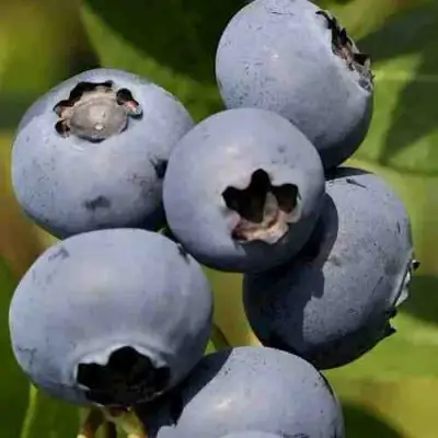 Голубика ХАРРИСОН в Самохваловичи