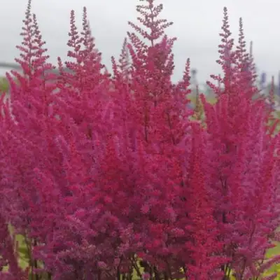 Астильба МАЙТИ ЧОКОЛАТ ЧЕРРИ китайская в Самохваловичи