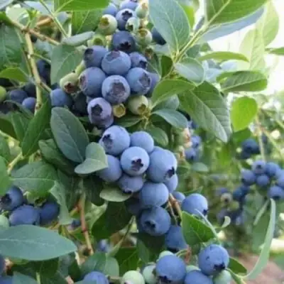 Голубика ЭЛЛИОТ в Самохваловичи