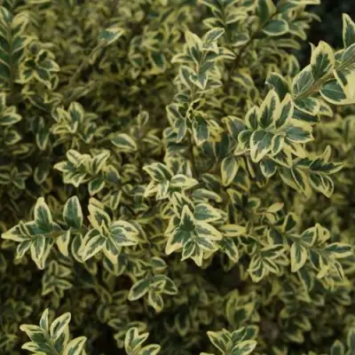 Самшит АУРЕАВАРИЕГАТА в Самохваловичи