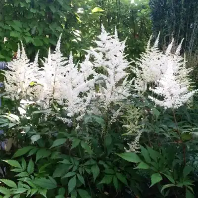 Астильба БРАУТШЛЕЙЕР Арендса в Самохваловичи