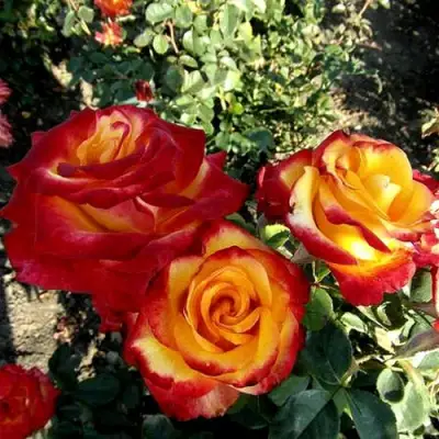 Роза ХАЙ МЭДЖИК чайно-гибридная в Самохваловичи