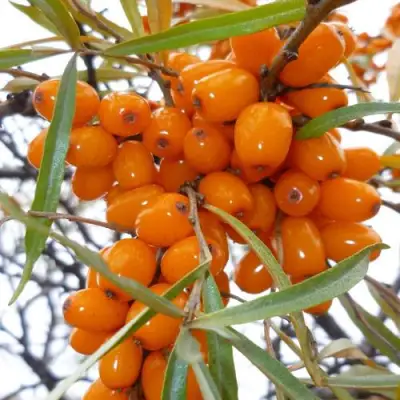 Облепиха КОСТЕР в Самохваловичи