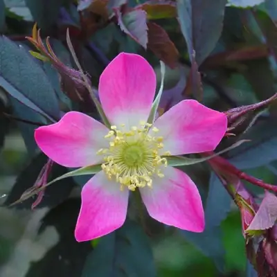 Роза сизая в Самохваловичи