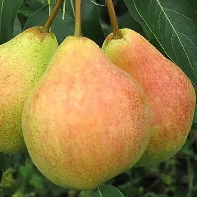 Груша ЛЮБИМИЦА ЯКОВЛЕВА в Самохваловичи
