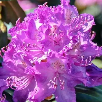 Рододендрон АЛЬФРЕД в Самохваловичи