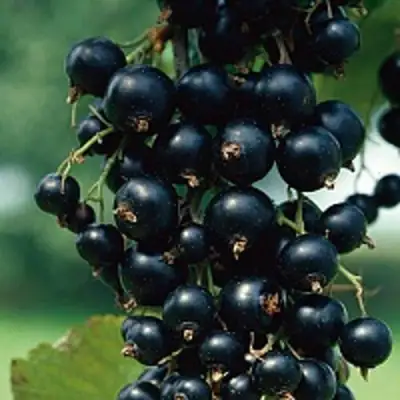 Смородина чёрная ВЕЛОЙ (ЛЕНИНГРАДСКАЯ СЛАДКАЯ) в Самохваловичи