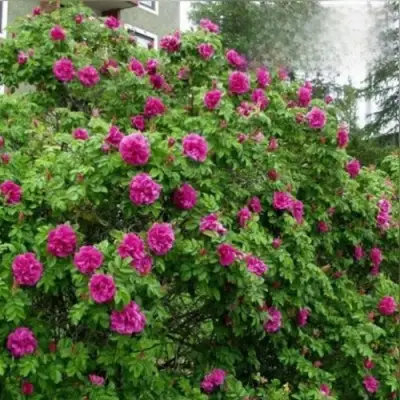 Шиповник ХАНСА в Самохваловичи