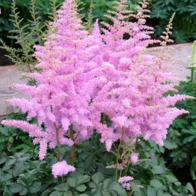 Астильба ГИАЦИНТ Арендса в Самохваловичи