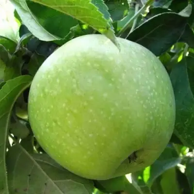 Яблоня РЕНЕТ СИМИРЕНКО в Самохваловичи