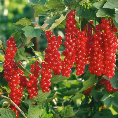 Смородина красная РУДНЕУС в Самохваловичи