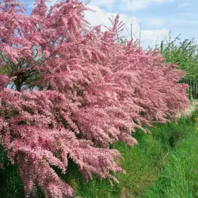 Тамарикс ПИНК КАСКАД в Самохваловичи