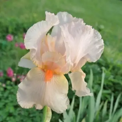 Ирис ПАТИ ДРЕСС бородатый в Самохваловичи