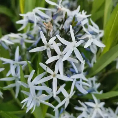 Амсония иволистная в Самохваловичи