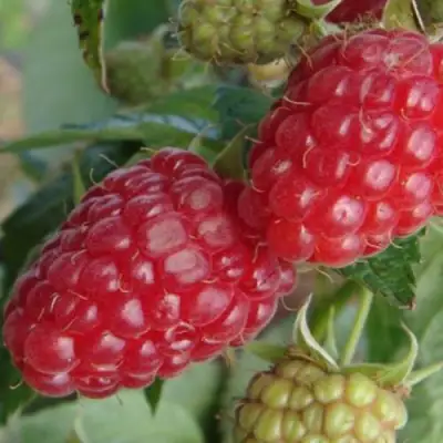 Малина РАДЗИЕВА в Самохваловичи