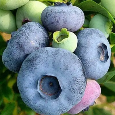 Голубика ПАТРИОТ в Самохваловичи