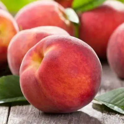 Персик МАЙСКИЙ ЦВЕТОК в Самохваловичи