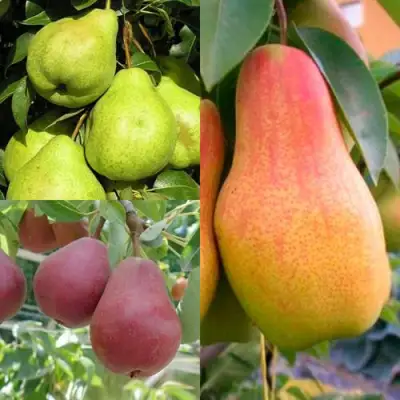 Комплект ГРУШЕВОЕ АССОРТИ в Самохваловичи