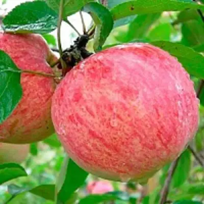 Яблоня КОРИЧНОЕ ПОЛОСАТОЕ в Самохваловичи