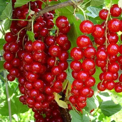 Смородина красная ЙОНКЕР ВАН ТЕТЦ в Самохваловичи