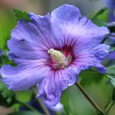 Гибискус МАРИНА сирийский в Самохваловичи