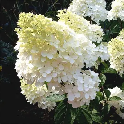 Гортензия ДИАМАНТИНО метельчатая в Самохваловичи