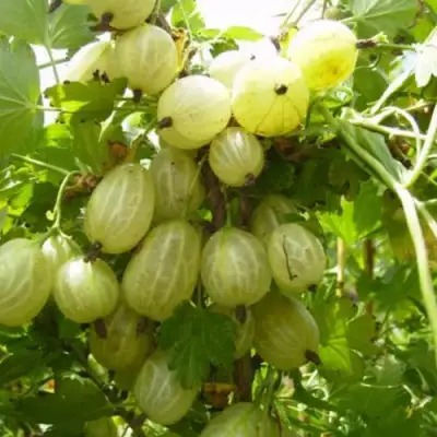 Крыжовник ИНВИКТА в Самохваловичи