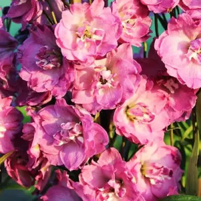 Дельфиниум ДЕЛЬФИС ПИНК ПАУЭ высокий в Самохваловичи