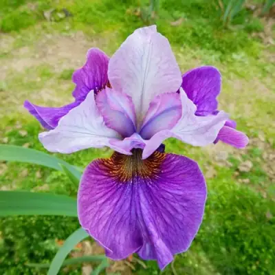 Ирис ЛАЙТ ОВ ХАРТ сибирский в Самохваловичи