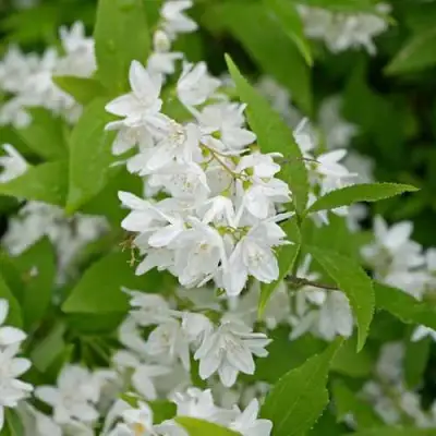 Дейция шершавая в Самохваловичи