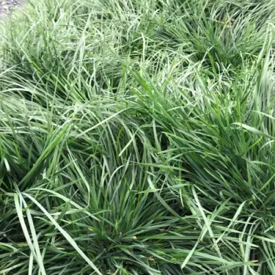 Щучка ГОЛДТАУ дернистая в Самохваловичи