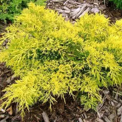 Можжевельник КИНГ ОФ СПРИНГ средний в Самохваловичи