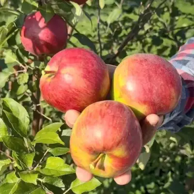 Яблоня ПОСПЕХ в Самохваловичи