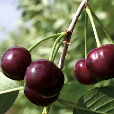 Дюк КСЕНИЯ (ЧЕРЕВИШНЯ) в Самохваловичи