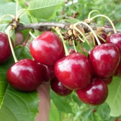 Вишня КОЛОННОВИДНАЯ  в Самохваловичи