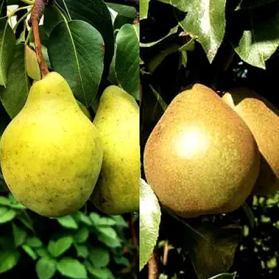 Комплект ДУЭТ в Самохваловичи