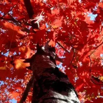 Дуб красный в Самохваловичи