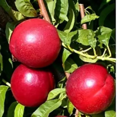 Нектарин ХАРКО в Самохваловичи