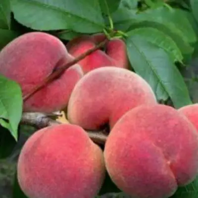Персик КАНАДИАН ХАРМОНИ в Самохваловичи