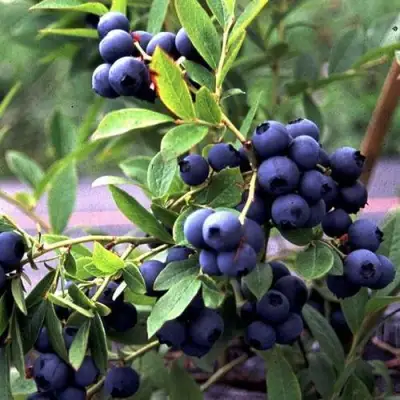 Голубика ДЖЕРСИ в Самохваловичи